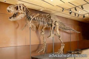 بيع هيكل ديناصور عملاق فى مزاد ببريطانيا مقابل 400 ألف جنيه