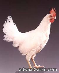 عبد الرحمن نقي قرار تعليق تصدير الدجاج إلى الخارج سيضر بالمزارع السعودية