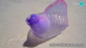 فيديو ..مخلوق غريب يظهر على شواطئ البرازيل