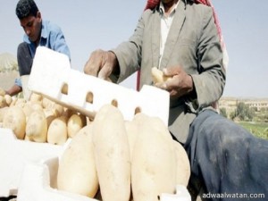 ” الأردن” الزراعة تستجيب للمزارعين بوقف استيراد البطاطا بعد تهديدهم بحرق انفسهم