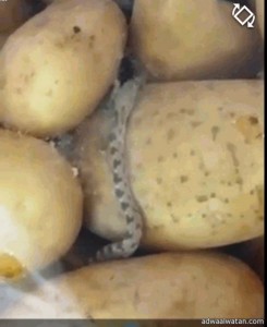 بالفيديو.. مواطن يفاجأ بـ ” ثعبان سام”  في كيس بطاطس بعد شرائها من السوق