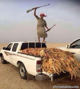 بالصور.. “اللامُبالاة”.. تقود مُراهقاً لـ “إبادة الضبان” في صحراء السعودية