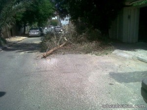 تساقط أشجار الشوارع يؤرق أهالي حي “صخيرات العلا”