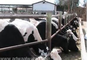 الزراعة : استئناف استيراد الأبقار لغرض التربية لشركات الألبان