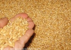 هيئة السلع التموينية المصرية تلغي مناقصة لاستيراد القمح