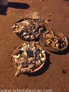 بلدية الخبر تصادر ٢٨٥ كيلو من الأسماك المعروضة بطرق مخالفة