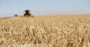 السلطات المصرية تتلقى “6” عروض في مناقصة لشراء القمح