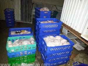بلدية القطيف: ضبط وإتلاف أكثر من 16 ألف دجاجة فاسدة في صفوى