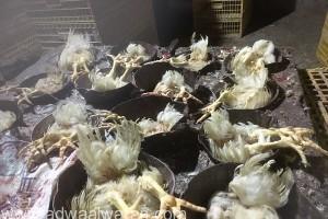 ضبط “5400” دجاجة فاسدة قبل توزيعها على المحال التجارية بمحافظة “خليص”