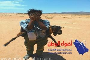 في مشهد يعبر عن الرحمة .. وافد يمني يحمل إحدى الماعز على ظهره لعجزها عن المشي في حر الظهيرة