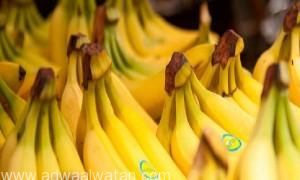 علماء يؤكدون وجود مرض فطري قد يؤدي إلى انقراض الموز خلال الـ10 سنوات المقبلة