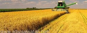 ألمانيا تدرس حظر القمح المستورد من أمريكا