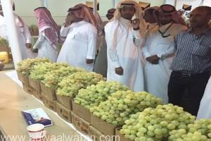 مهرجان العنب ببني سعد يواصل فعالياته بتقديم عدد من العروض الترفيهية والتثقيفية للزوار