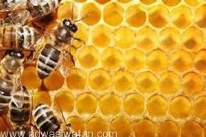 “التداوي بلسع النحل” ندوة بمهرجان العسل الثالث بجازان غداً