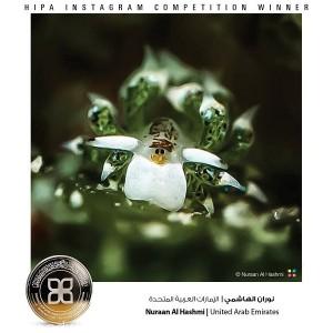 جائزة حمدان بن محمد للتصوير تعلن فائزي “التصوير تحت الماء”