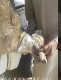 بالفيديو.. مواطن يقتل ذئباً تربّص بحلاله في رنيه