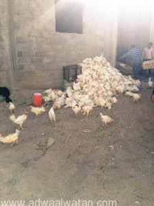 مصادرة ” 700” دجاجة منتهية الصلاحية في بيشة