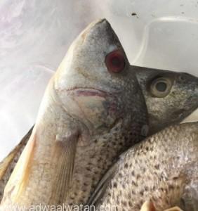 بلدية النماص:إغلاق مطاعم ومصادرة “20 “كيلو من الأسماك الفاسد