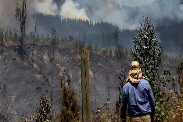 حرائق الغابات بالجزائر تتسبب في مصرع شخص وإتلاف عشرات الهكتارات
