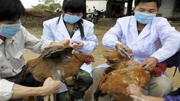 ظهور أول حالة “إنفلونزا طيور” بالفلبين وإعدام “400” ألف طائر