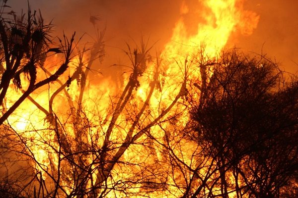 اندلاع حريق في أشجار بقرية عرمرم