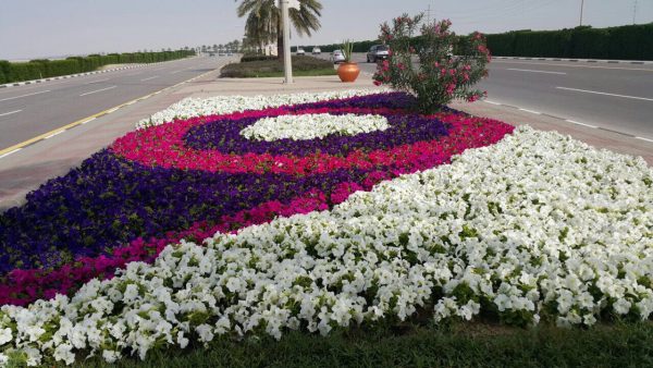 “بلدية رأس تنورة” تزرع 70000 زهرة الشهر الماضي وتنفذ حملة على الباعة الجائلين