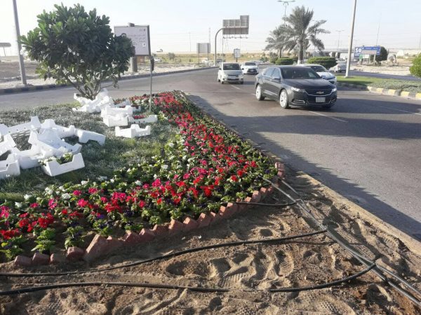 بلدية الجبيل تستكمل تزيين المحافظة بزراعة الزهور الشتوية