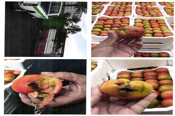 “أمانة تبوك” تصادر أكثر من “١٠٦٠” كجم من الخضروات والفواكه الفاسدة خلال أسبوعين