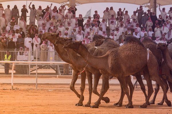 “النقل” : تأهيل “3” طرق رئيسية لاستقبال زوار مهرجان الملك عبدالعزيز للإبل