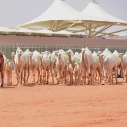 ” أمانة الباحة ” تستكمل إستعداداتها لإنطلاق فعاليات المهرجان الشتوي في القطاع التهامي