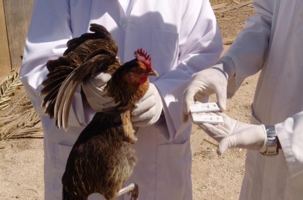 14 إصابة بإنفلونزا الطيور بسوق العزيزية في “الرياض”