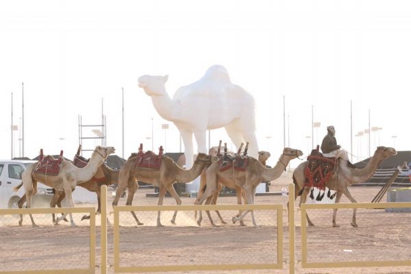 “طبع الإبل” بمهرجان الملك عبدالعزيز ترفع التنافسية وتنشط الأسواق