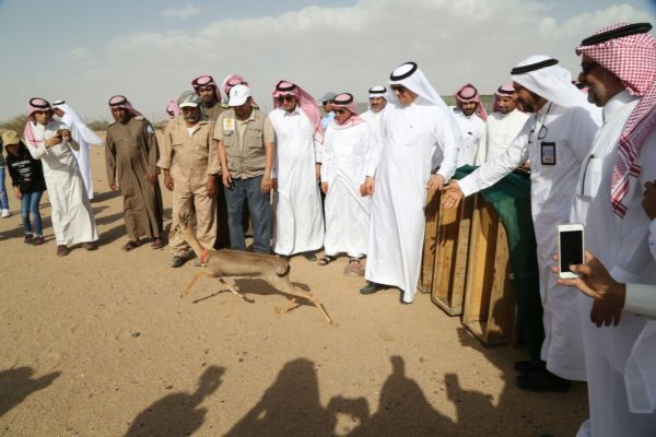 الفضلي يدشن برنامج إطلاق الدفعة السادسة من الظبي العربي بمحمية محازة الصيد