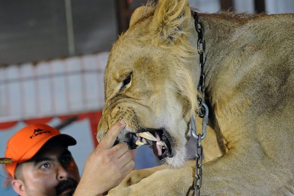 قاهر النمور يمتع زوار مهرجان أبها للتسوق