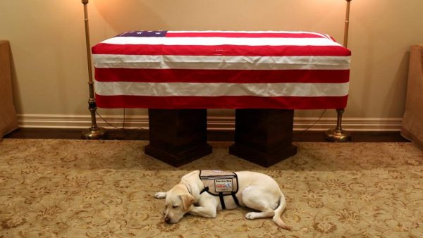 الكلبة سالي ترافق جثمان صاحبها بوش الأب إلى واشنطن