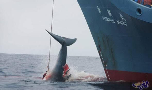 اليابان تنسحب من اللجنة الدولية لصيد الحيتان