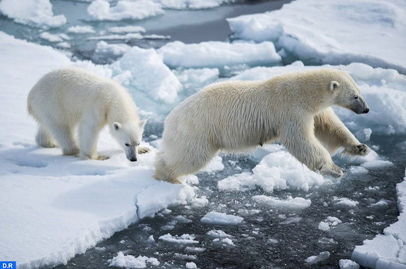 تقرير أمريكي : الاحترار في القطب الشمالي يؤدي إلى تغيرات بيئية في العالم