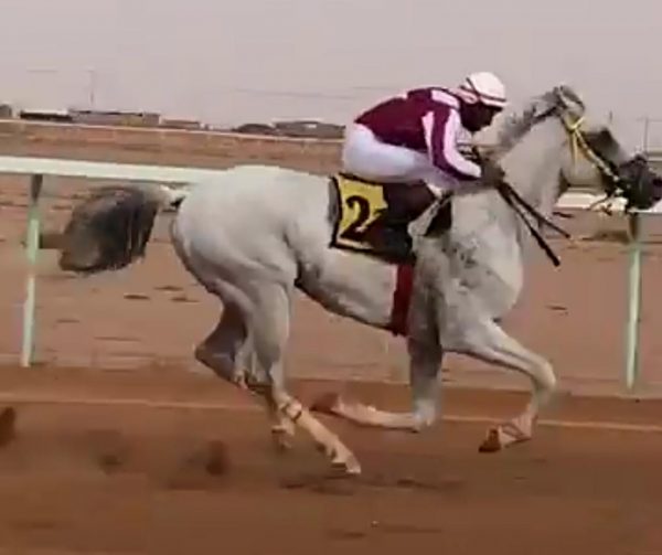 مرتجز الخالدية يحقق المركز الأول في شوط الخيول العربية الأصيلة في منطقة حائل