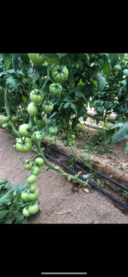 إرتفاع أسعار الطماطم في الطائف والمزارعون يطالبون بالتدخل