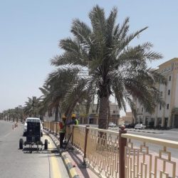 بلدية رأس تنورة تنهي أعمال تطوير وزراعة جانبي طريق الملك عبد العزيز