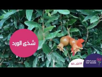 بالفيديو: فواكه الطائف تُزين ” موسم الطائف”