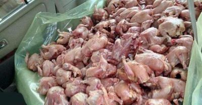 ضبط أكثر من “٤” آلاف كيلو من الدجاج الفاسد قبل توزيعه بجدة