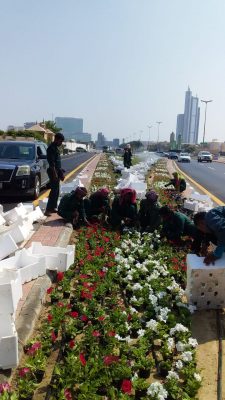 بلدية الخبر تبدأ زراعة الزهور الشتوية في الطرق والميادين