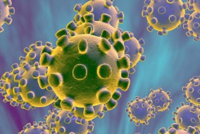 البيئة تؤكد: فيروس كورونا الجديد حيواني المنشأ وتنصح بعدم الاحتكاك بالكائنات الفطرية