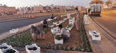 “أمانة تبوك” : زرع مليون زهرة خلال فترة منع التجول في شوارع المنطقة