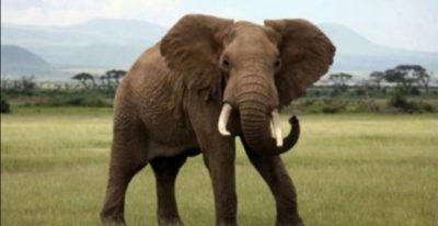 القبض على هندي  قتل أنثى فيل حبلى بطريقة مروعة