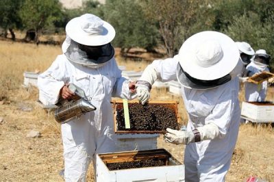“البيئة”: فتح باب التسجيل للبرنامج التدريبي المتكامل لتربية النحل