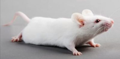 “باحثون ألمان” ينجحون بعلاج فئران مشلولة وتمكنها السير مجدداً