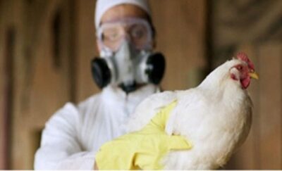 هل يمكن تفشّي إنفلونزا الطيور بين البشر؟.. الصحة العالمية تحسم الأمر