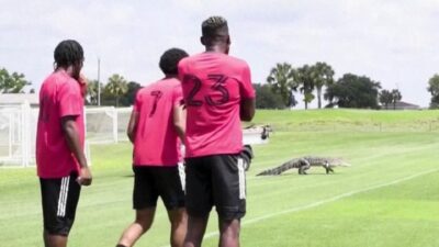 بالفيديو .. تمساح يظهر فجأة للاعبي فريق كرة قدم أثناء التدريبات